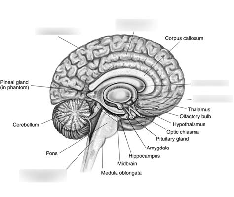 PHYSIOLOGY - PARTS OF THE BRAIN Diagram | Quizlet