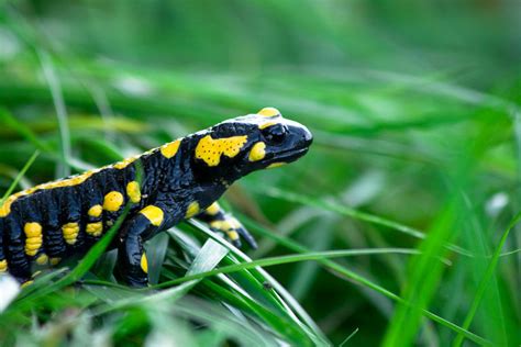 fire salamander by Myhar on DeviantArt