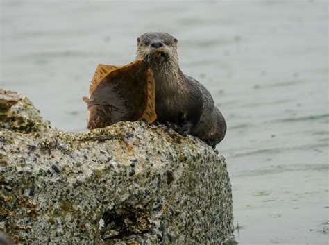 A Professor’s Passion: Studying Otter Behavior