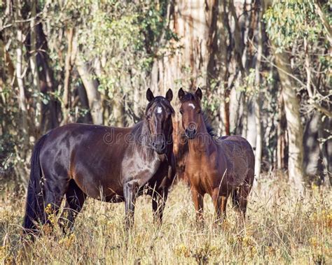 An Australian Brumby Wild Horse And Her Foal Stock Photo - Image: 50152644