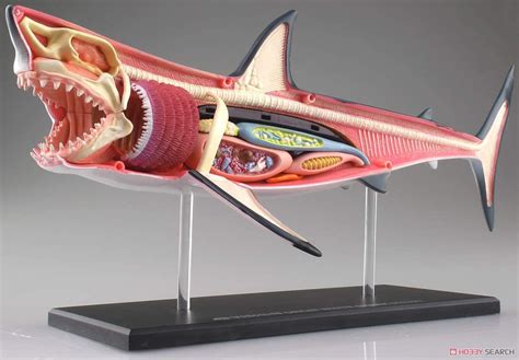 4D Vision Great White Shark Anatomy Model | lupon.gov.ph