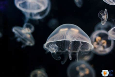 Moon Jellyfish Sting | Mind Numbing Facts