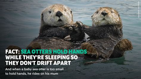 Baby Sea Otter Holding Hands