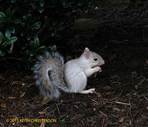 Albino or white morph eastern gray squirrel (Sciurus carolinensis) from ...