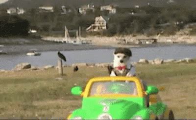 Dog Driving GIF - DogDriving CuteDog Dog - Discover & Share GIFs | Dog ...