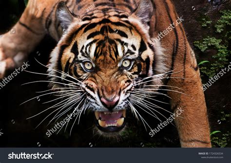 42,865 Angry Tiger Images, Stock Photos & Vectors | Shutterstock