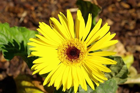 Yellow Gerber Daisy Photograph by Robert Wiener - Fine Art America