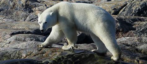 Baffin Island & Greenland Tour | Apex Expeditions