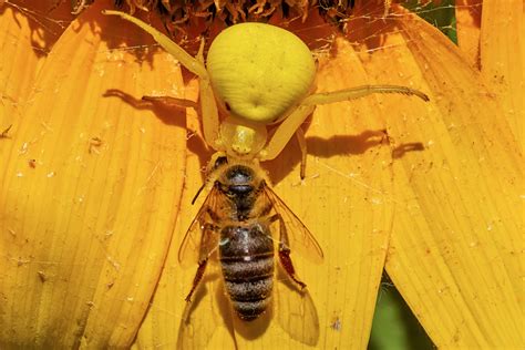 Crab Spider (Thomisidae): UK Habitats and Hunting Habits