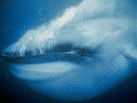 Blue whale, Open Waters, Marine Mammals, Balaenoptera musculus at the Monterey Bay Aquarium