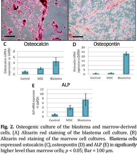 The culture of blastema and marrow cells. The primary culture of ...