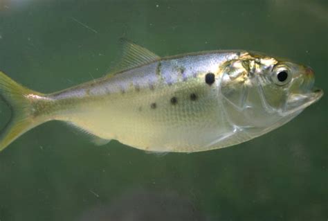 Atlantic Menhaden Fish: Characteristics, Diet, Uses