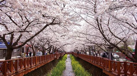 Seeing Cherry Blossoms in Korea: One Spring Day in Jinhae