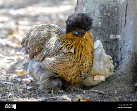 Golden Cochin Chicken