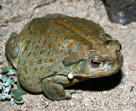 Our Herp Class: The Practice of “Toad Licking”/“Toad Smoking” and its Consequences