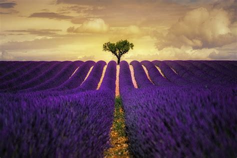 Lavender Purple Flower Field HD Wallpaper, HD Nature 4K Wallpapers, Images and Background ...