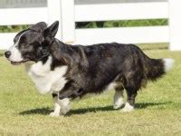 Shetland Sheepdog Breeders near you (Page 4)