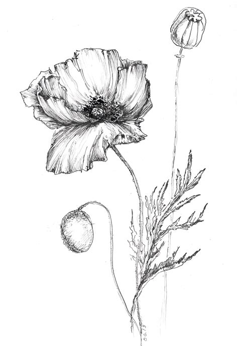 Poppy Drawing Flower Artwork Art Print Poppy Poppy Flower - Etsy Canada