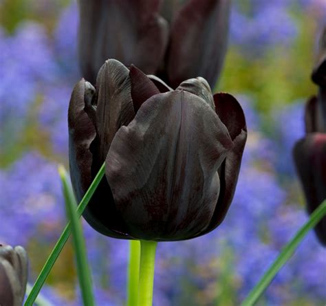 The Black Tulip – Amsterdam Tulip Museum