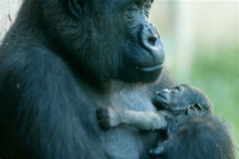 This sweet baby gorilla will be named by popular vote, dear god - The Verge