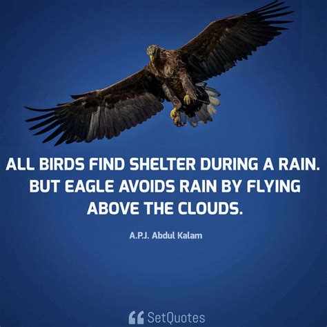 All birds find shelter during a rain. But eagle avoids rain by flying above the clouds.