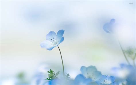 Free photo: Blue Flowers - Black, Blue, Flower - Free Download - Jooinn