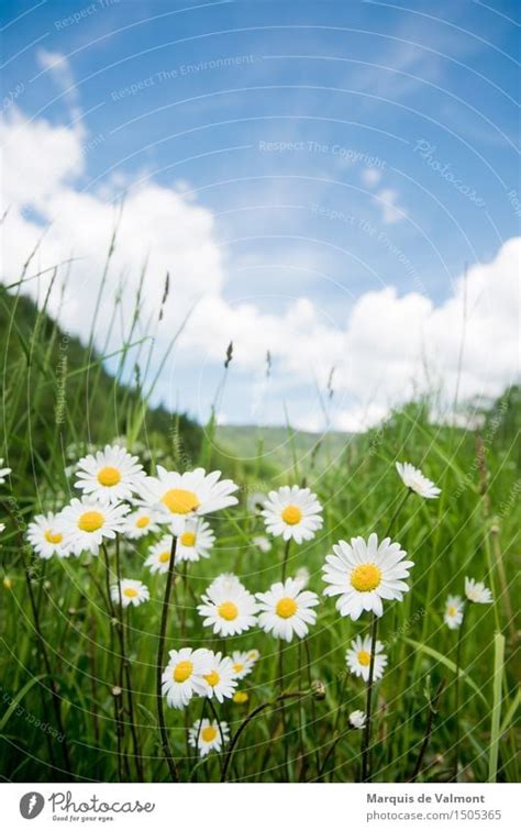 idyll Landscape Plant Sky - a Royalty Free Stock Photo from Photocase