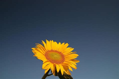 Sunflower field view 12693521 Stock Photo at Vecteezy