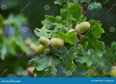 Acorns, Nuts on an Oak Tree, Green Oak Leaves, Squirrel Food Stock Photo - Image of evergreen ...