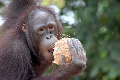 Thailand Wildlife