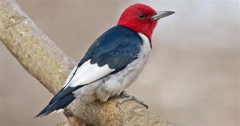 Red-headed Woodpecker Identification, All About Birds, Cornell Lab of Ornithology