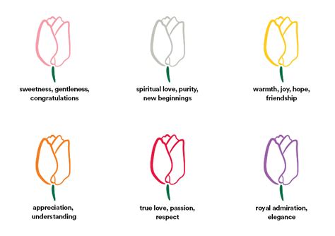 Discover the Meaning of Every Tulip Color