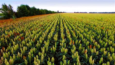 Aerial view of the sorghum field in sunset, via : Shutterstock | Cool places to visit, Places to ...