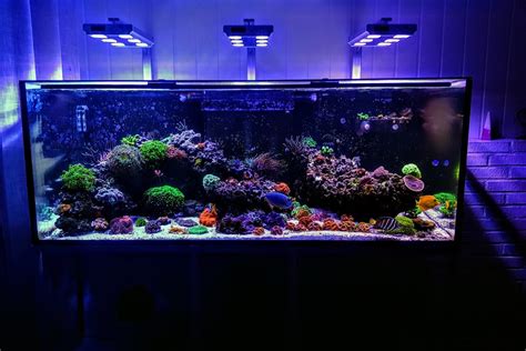 Are Saltwater Fish Hard to Take Care of? A Beginner's Guide