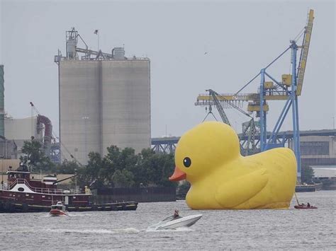 Ontario Giant Rubber Duck Is Counterfeit, Says Artist Who Created Other Giant Rubber Duck : The ...