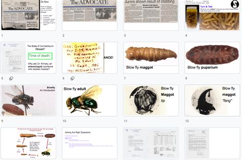 Lesson (2x): Forensic Entomology by River X. Suh - Worksheets Library