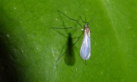 Fungus Gnats: How to Kill Them Forever (2018 Update)