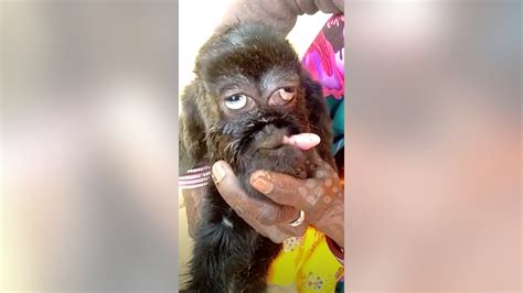 Mutant goat born with human-like face will be ‘worshipped as an avatar of God' in India: report ...