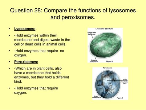 Peroxisome Vs Lysosome Histology