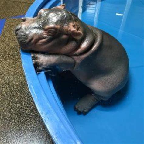 Baby Fiona the Hippo: Cincinnati Zoo pictures - CBS News