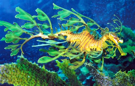 Real Monstrosities: Leafy Seadragon