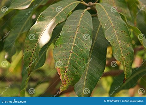 Plant Disease, Mango Leaves Disease Stock Image - Image of organic, isolated: 101396803