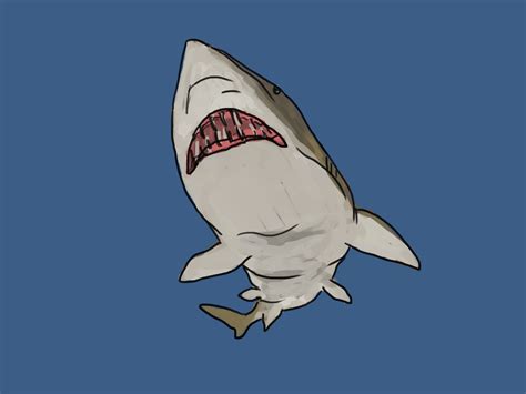 4 Ways to Draw a Shark - wikiHow