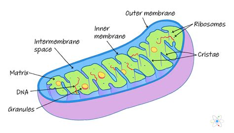 Mitochondria Diagram With Labels