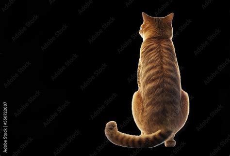 Backside view of red cat sitting isolated on black background. Rear view of a cat with copy ...