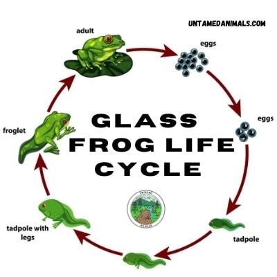 Life Cycle Of A Glass Frog