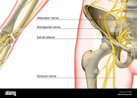 Ilioinguinal nerve hi-res stock photography and images - Alamy