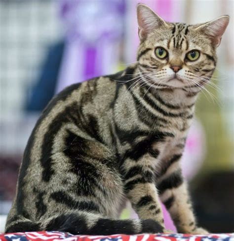 What Breed Is A Mackerel Tabby Cat? - DeKookGuide