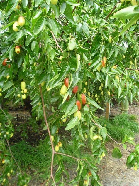 TIGERTOOTH JUJUBE TREE | Jujube tree, Plants, Live plants