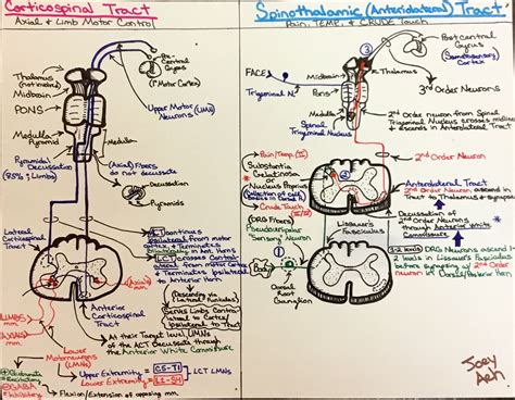 Corticospinal Tract Pathway